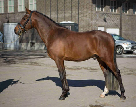 Ludigens Classic Champ